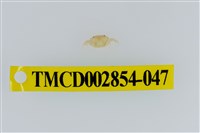 藏品(細足澤蟹)的圖片